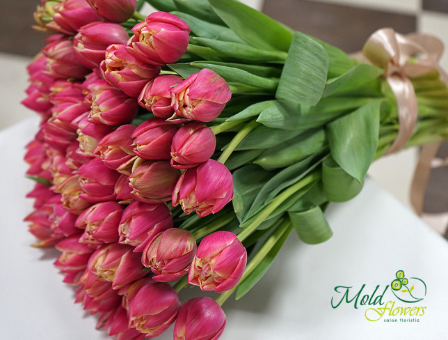 Dutch Pink-yellow peony-type tulip photo